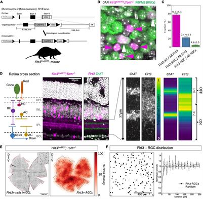 FLRT3 Marks Direction-Selective Retinal Ganglion Cells That Project to the Medial Terminal Nucleus